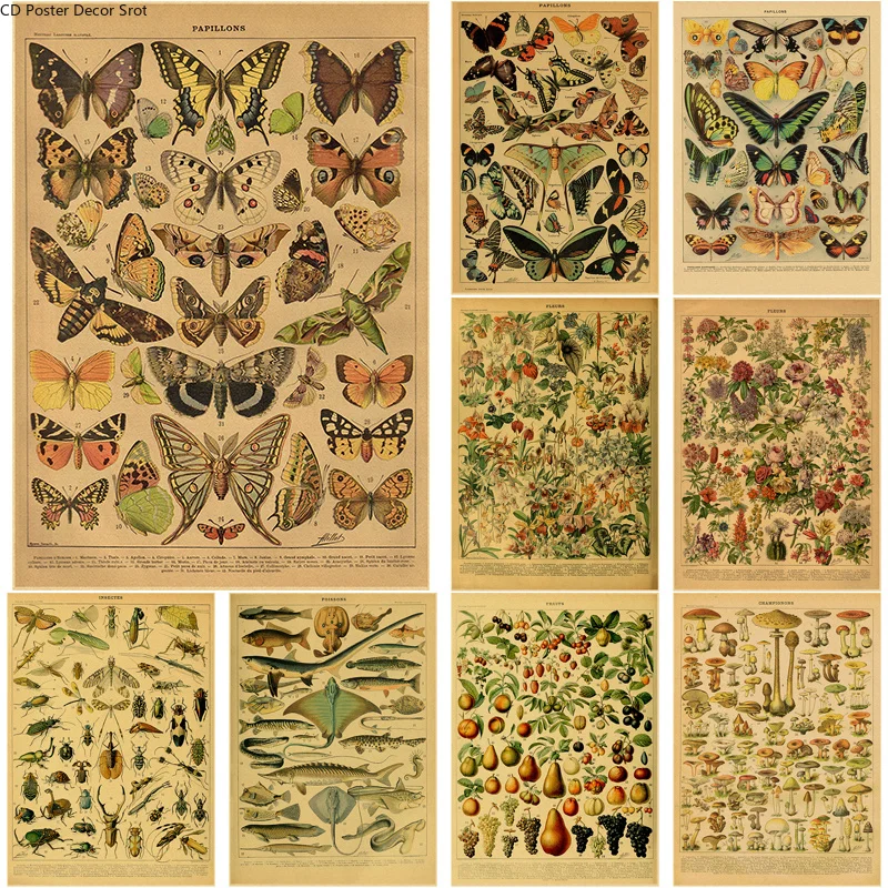 Home Decor Scrap - Butterfly Insect Flower Mushroom Poster Botanical