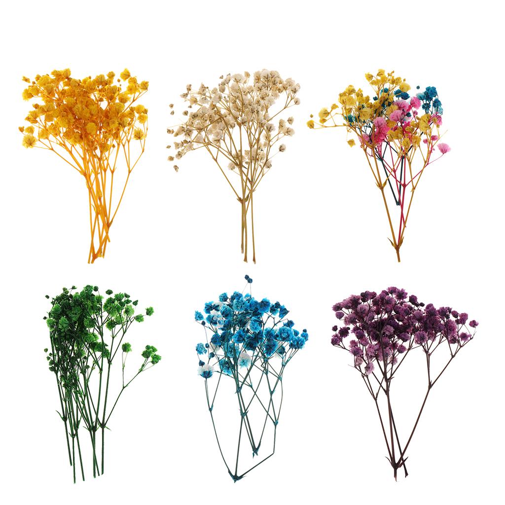 Pressed Dried Natural Flowers  - Home Decor Scrap avis et prix