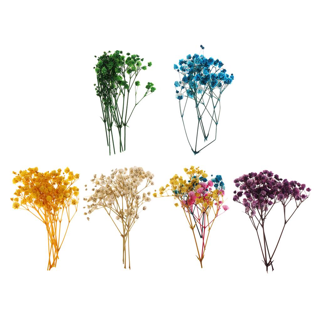 Pressed Dried Natural Flowers  - Home Decor Scrap avis et prix