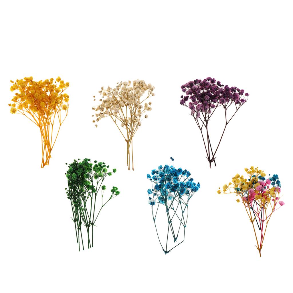 Pressed Dried Natural Flowers  - Home Decor Scrap avis et prix