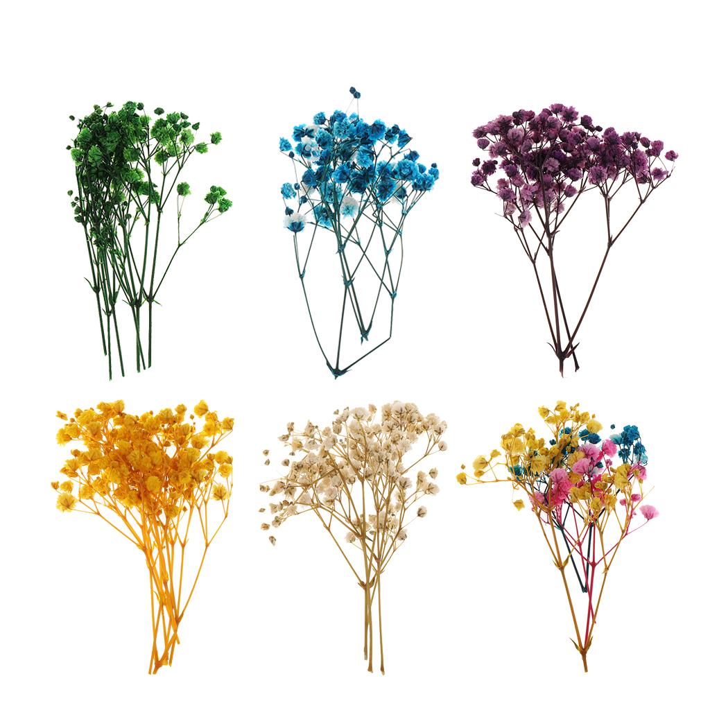 Pressed Dried Natural Flowers  - Home Decor Scrap avis et prix