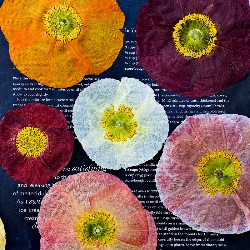 1pcs,Nature Field Poppy Presse - Home Decor Scrap avis et prix