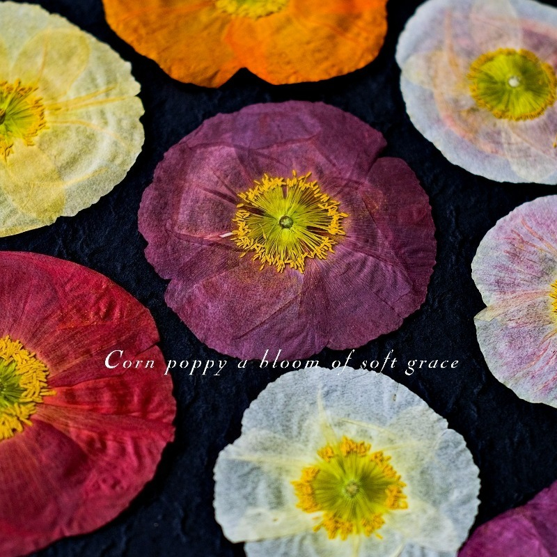 1pcs,Nature Field Poppy Presse - Home Decor Scrap avis et prix