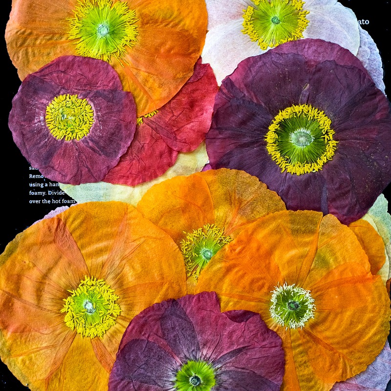 1pcs,Nature Field Poppy Presse - Home Decor Scrap avis et prix