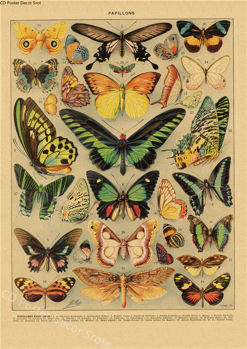 Butterfly Insect Flower Mushro - Home Decor Scrap avis et prix